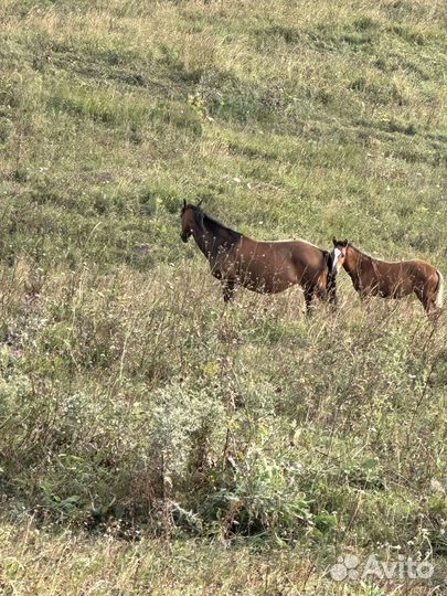 Лошади кобылы