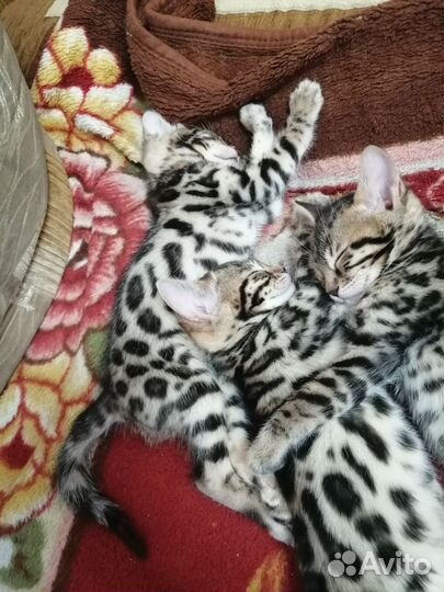 Бенгальский котенок(девочка)