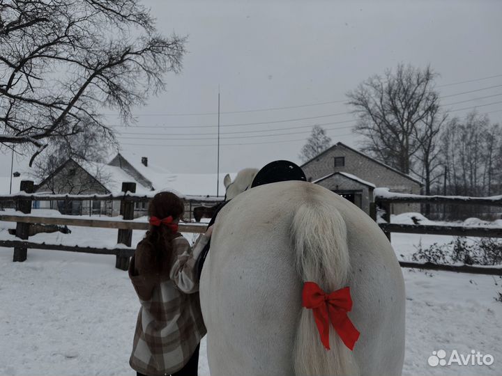 Аренда лошади для фото