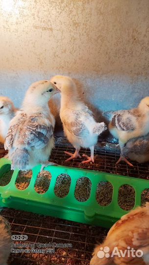 Выведу цыплят