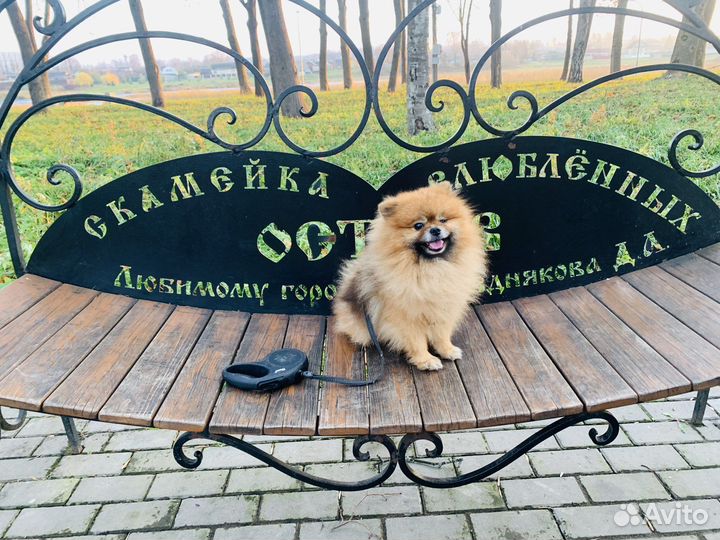 Померанский шпиц Вязка кобель