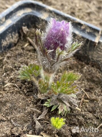 Семена прострела (подснежника)