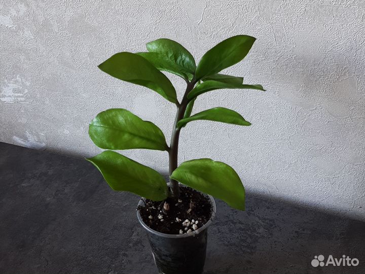 Замиокулькас