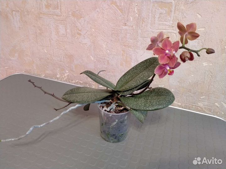 Орхидея фаленопсис ароматная (Дифьюжн)