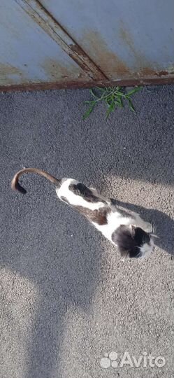 Кошка в дар бесплатно