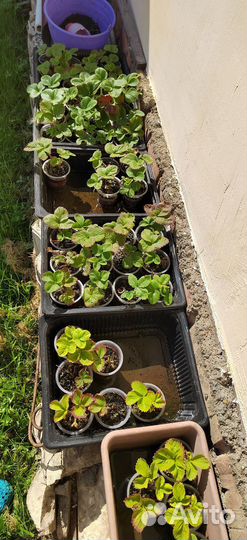 Рассада клубники