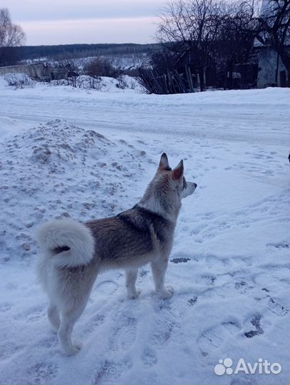 Метис Хаски