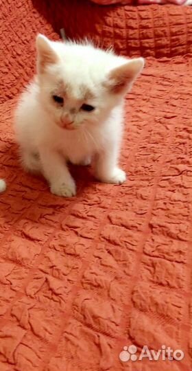 Британские котята