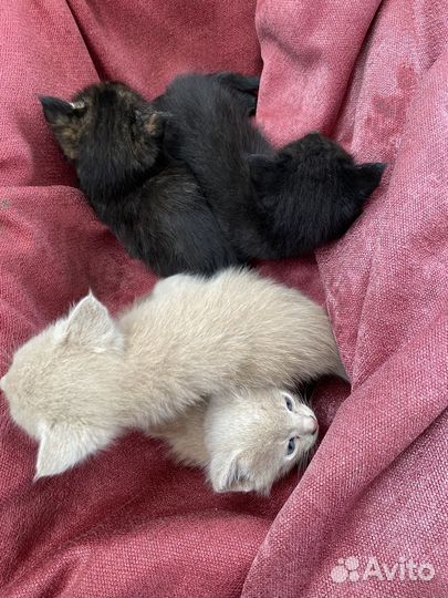 Отдам котят в добрые руки