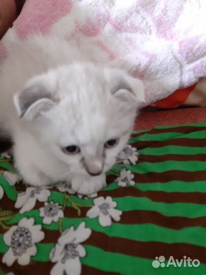 Кошка в дар бесплатно