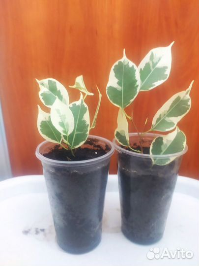 Сортовые фикусы