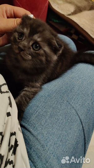 Шотландская кошечка