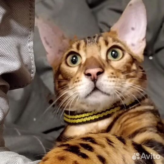 Бенгальский кот вязка