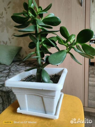 Денежное дерево толстянка крассула