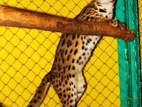 Азиатские леопардовые коты.4 мес-10 мес