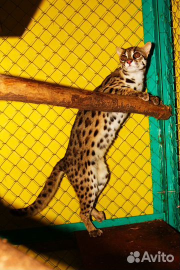 Азиатские леопардовые коты.4 мес-10 мес