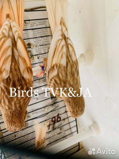 Кенара и канарейки фео красные