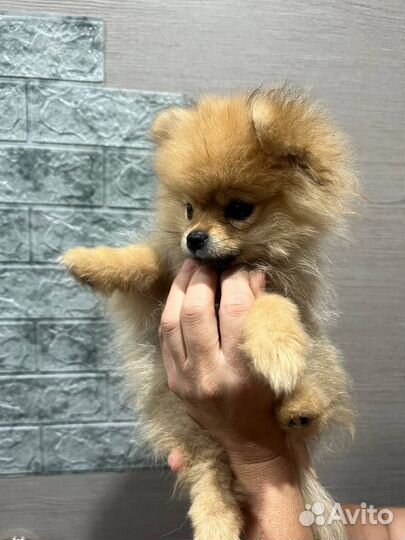 Щенки шпица