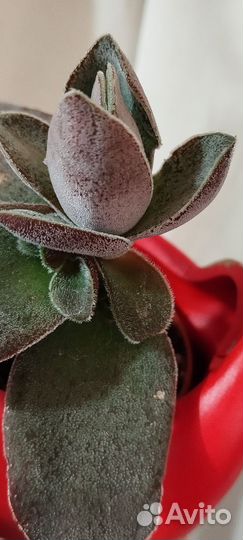 Бегония суккулент