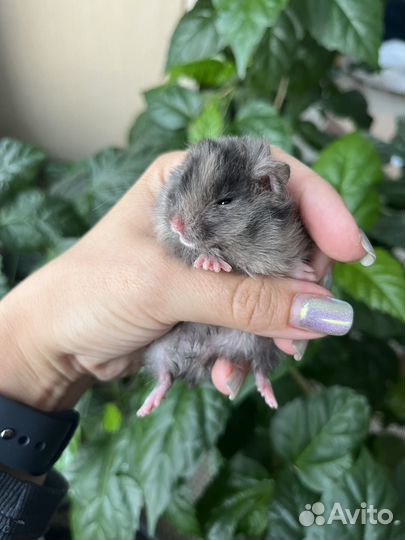 Сирийские хомячки