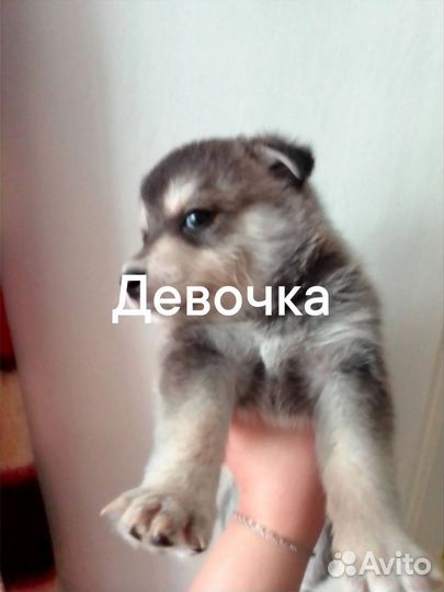 Отдам в добрые руки