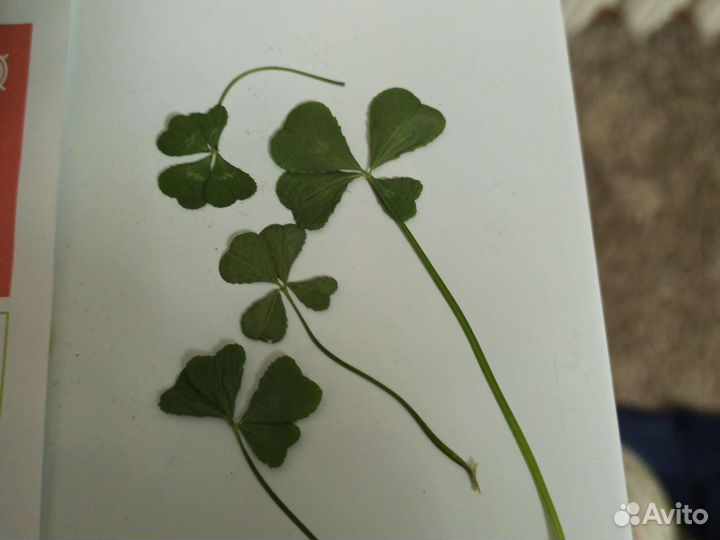 Клевер четырехлистный
