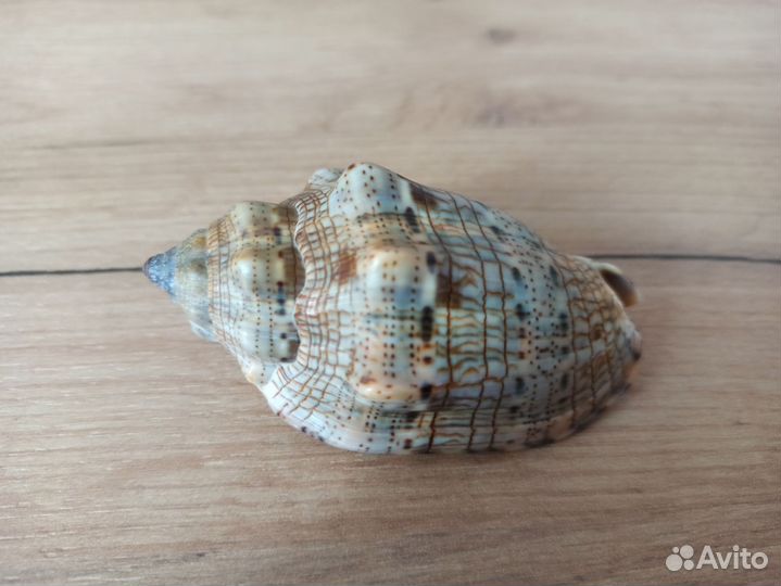 Морская раковина