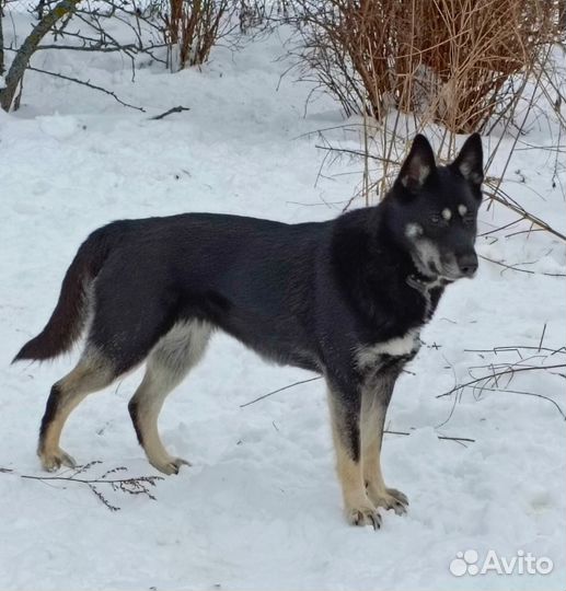 Овчарка в дар