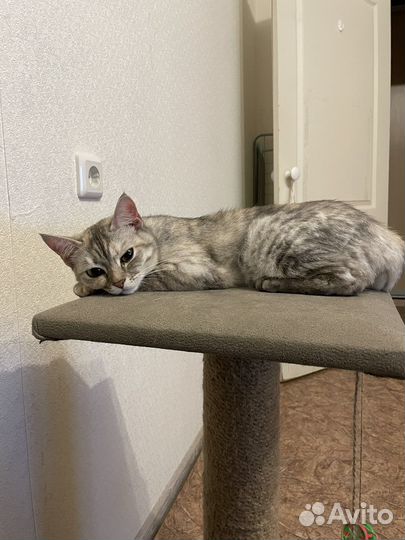 Кошка в добрые руки