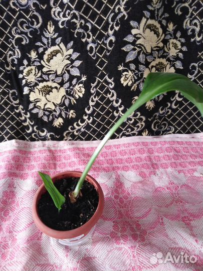 Комнатные цветы и их отростки