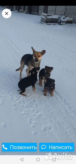 Собака алабай щенки