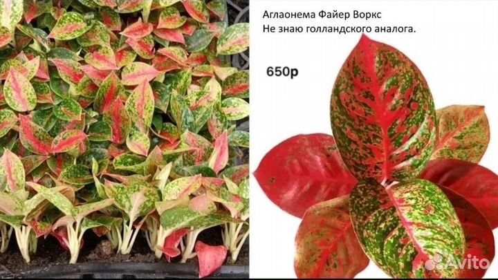 Аглаонемы сортовые