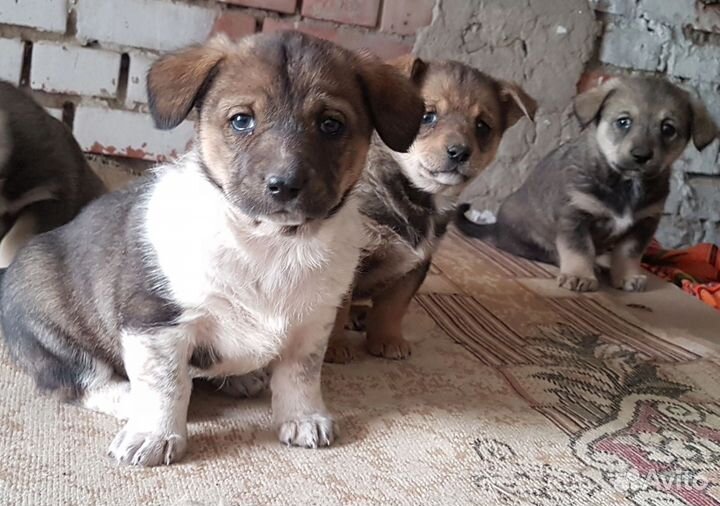 Собака в добрые руки отдам бесплатно