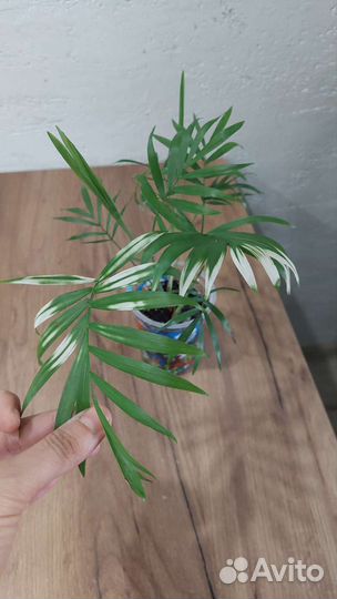 Растения, папоротник, калла, сансевиерия, циперус