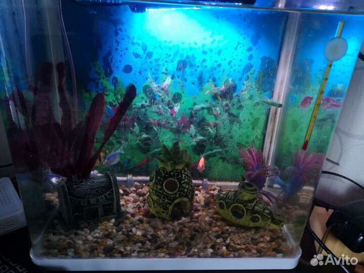 Аквариум с рыбками