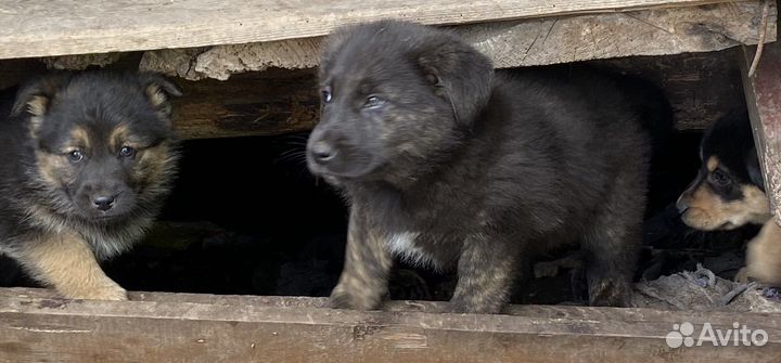 Щенки в добрые руки