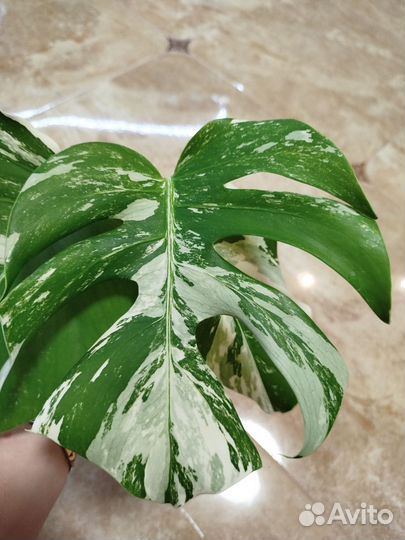 Монстера вариегатная альба