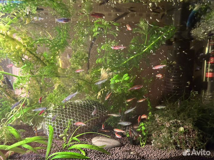 Аквариумные рыбки