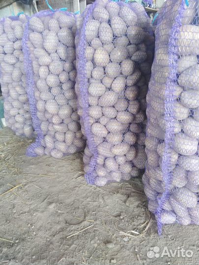 Картофель беллароза, гала, вега на еду,на семена