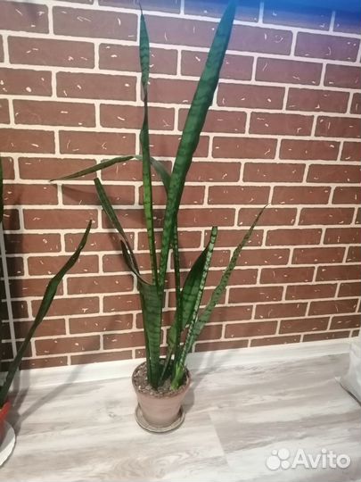 Сансевьера (щучий хвост)