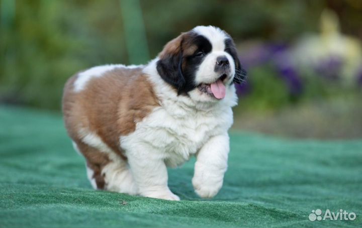 Щенок сенбернара