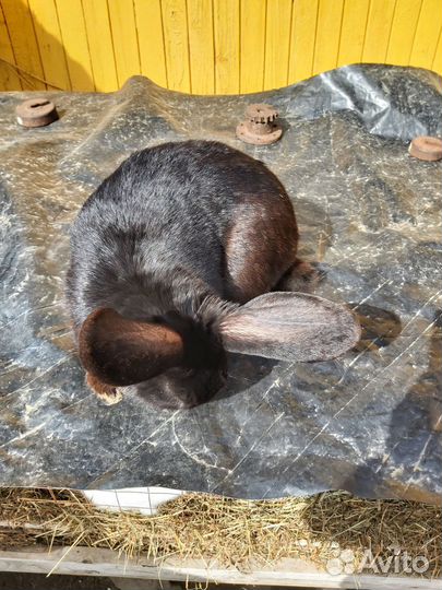 Кролики мясных пород великаны