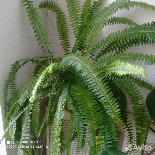 Комнатные декоративные растения