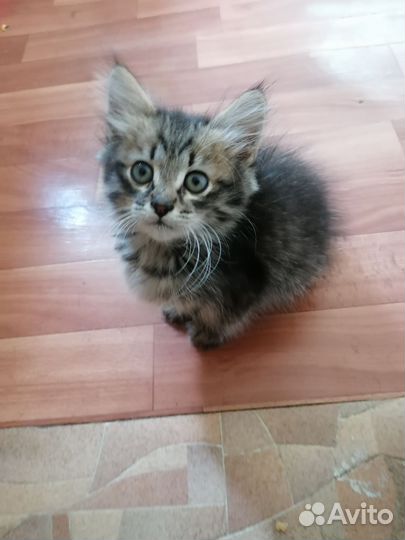 Котенок мальчик