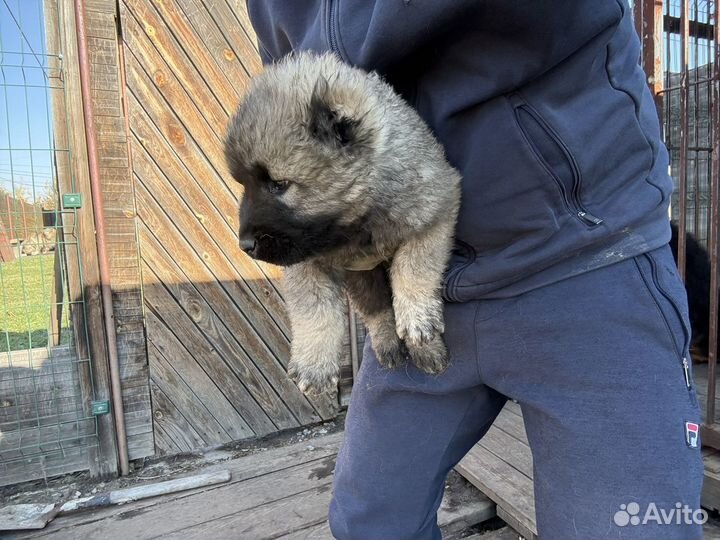 Кавказская щенки