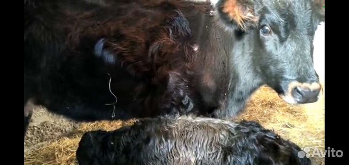 Бычки и телки