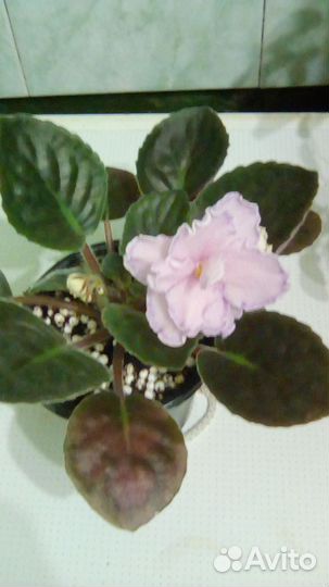 Цветущая Фиалка