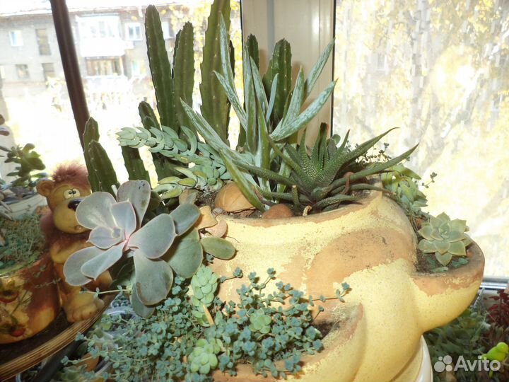 Дисхидия, Церопегия, Пилея, Стапелия