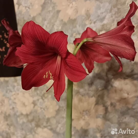 Амариллис (Гиппиаструм) Красный