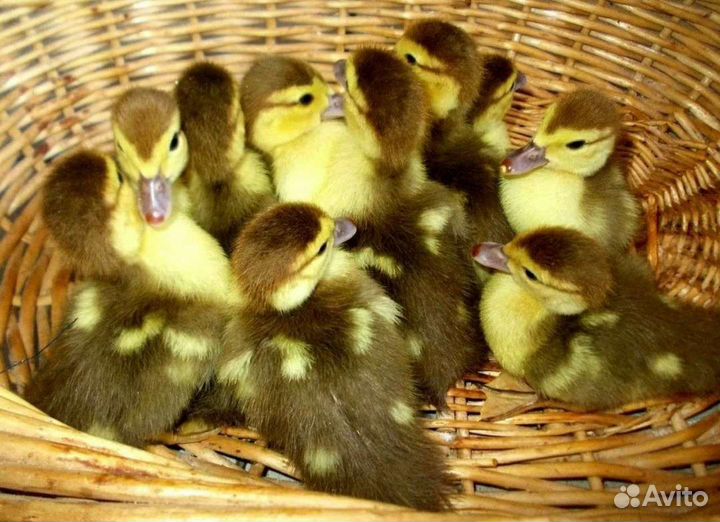 Утята мускусной утки